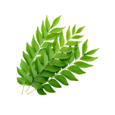 Curry Leaves (Kadi Patta)